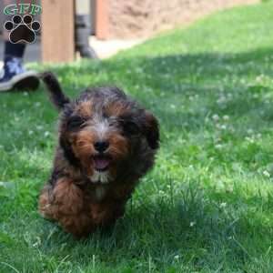 Rocky, Cavapoo Puppy